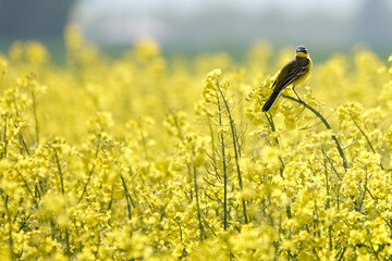 Schafstelze (Motacilla flava)