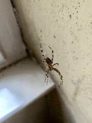 big spider in house