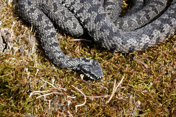Kreuzotter (Vipera berus)