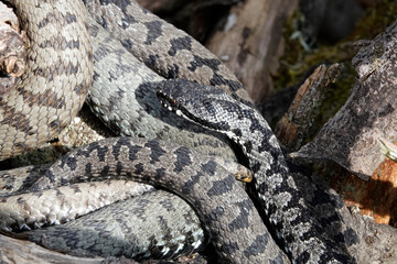 Kreuzotter (Vipera berus)