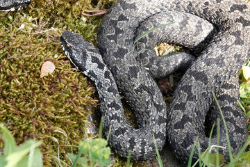 Kreuzotter (Vipera berus)