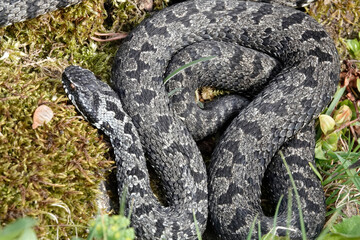 Kreuzotter (Vipera berus)
