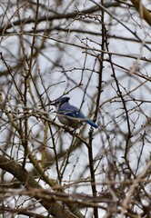 Blue Jay Nesting 
