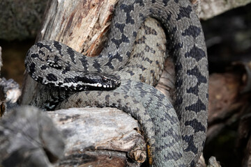 Kreuzotter (Vipera berus)