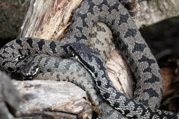 Kreuzotter (Vipera berus)