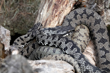 Kreuzotter (Vipera berus)