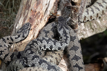 Kreuzotter (Vipera berus)