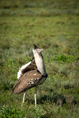 Kori bustard (Ardeotis kori) displaying while walking in the veld. Ngorongoro Conservation Area (NCA). Tanzania.