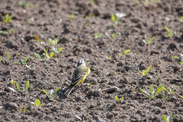 Schafstelze (Motacilla flava)
