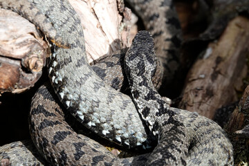 Kreuzotter (Vipera berus)