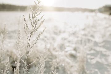 Snow covered grass at field on a beautiful cold winter day. Winter landscape with frost on the grass and sunshine weather. Photo taken in Sweden.