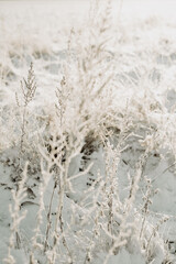 Frost on the grass on field covered in snow. Winter landscape. Photo taken in Sweden.