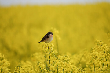 Braunkehlchen (Saxicola rubetra)