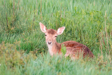 Damwild