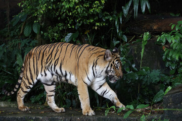 Close up Indochinese tiger is beautiful animal and dangerous in forest