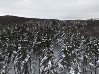 Soaring Above Romania's Winter Wonderland: A Breathtaking Aerial View of a Majestic Forest