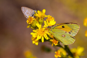 butterfly wit yellow blossom