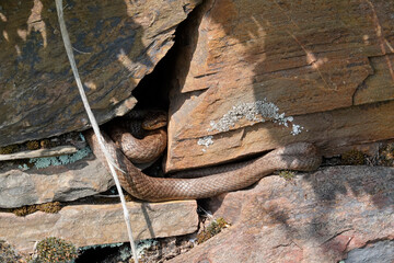 Schlingnatter (Coronella austriaca)