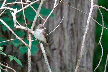 Grauschnäpper (Muscicapa striata)