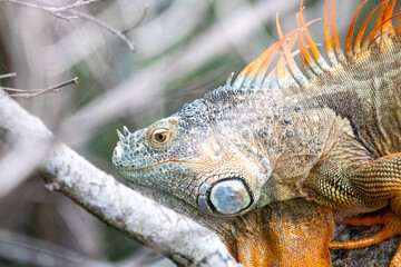 iguana