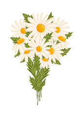 Spring bouquet of white chamomile or chamomile flowers. Botanical vector illustration isolated on white background for postcard, poster, ad, decor, fabric and other uses.