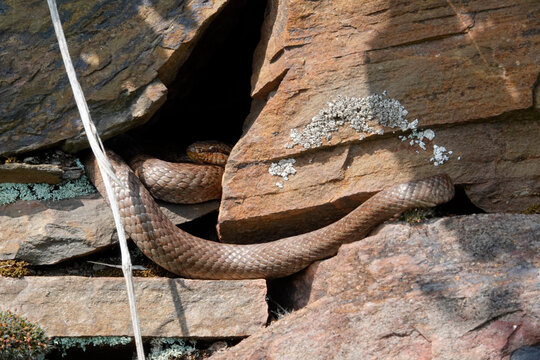 Schlingnatter&nbsp;(Coronella austriaca)