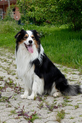 Australian Shepherd