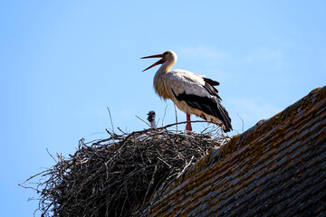 Weißstorch (Ciconia ciconia) Nest