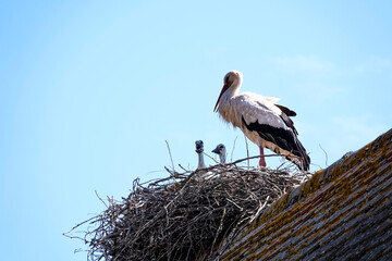 Weißstorch (Ciconia ciconia) Nest
