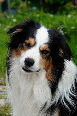 Australian Shepherd