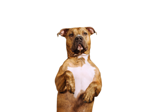 A happy big dog isolated as png