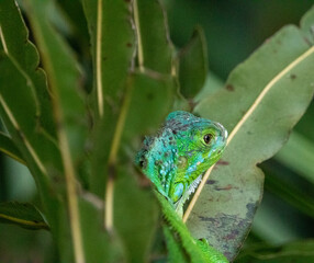 green iguana