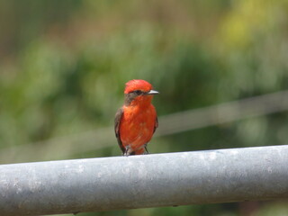 Pyrocephalus rubinus, mosquitero cardenal