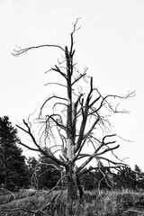 A lonely gnarled bare tree