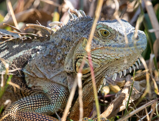 close up of iguana