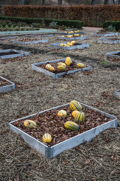 Pumpkins in pallet collars in a row