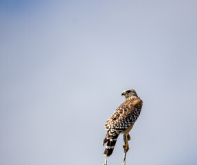 red shouldered hawk