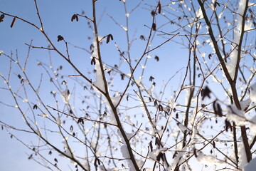 Corylus, hazel tree in winter, winter mood