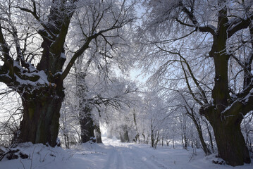 piękny zimowy widoczek, puzzle zimowe, zimowy obrazek, alejka lip, drzewa zimą, czas na kulig,...