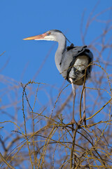 Grey heron balancing high on thin branches