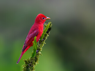 Summer Tanager portrait on mossy stick against dark green background