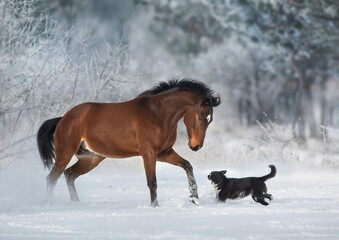 Horse run with dog in snow - 567081901