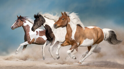 Pinto horse herd