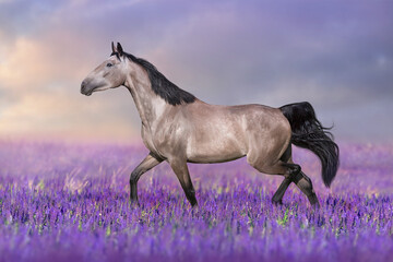 Horse run in violet flowers - 567081916