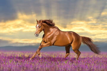 Horse in salvia meadow - 567081923