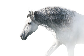 White horse on white