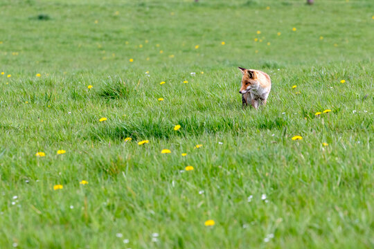 Un renard roux surveille qui sa proie.