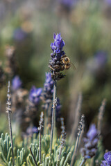 bee on lavender