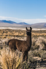 llama in the desert