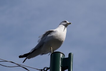 Obraz premium Seagull